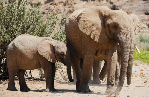 Elefantes en el Parque Nacional Etosha, Namibia Sudáfrica —  Fotos de Stock