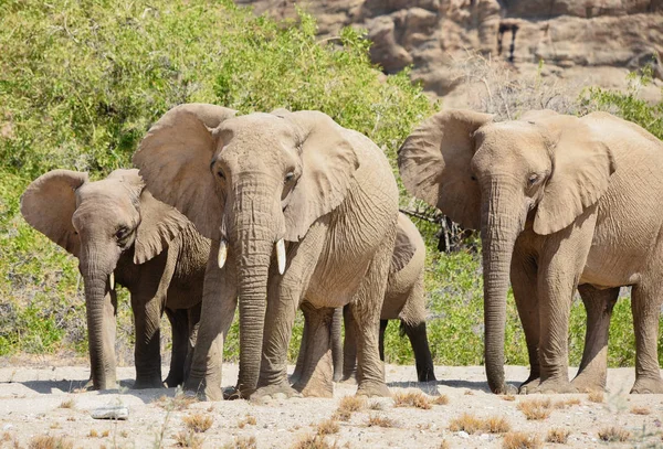 Elefantes en el Parque Nacional Etosha, Namibia Sudáfrica — Foto de Stock