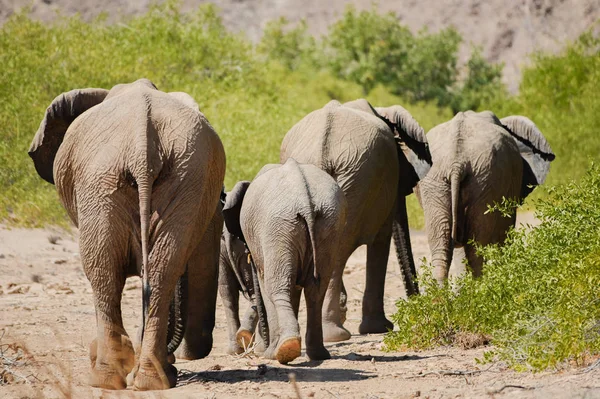 Elefantes en el Parque Nacional Etosha, Namibia Sudáfrica — Foto de Stock