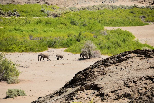 ナミビア ・ エトーシャ国立公園、南アフリカ共和国の象 — ストック写真