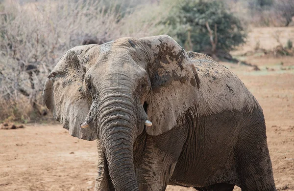 Elephants in the Etosha National Park, Namibia South Africa — Stock Photo, Image