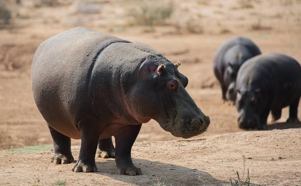 Hippopótamo no Parque Nacional Etosha na Namíbia África do Sul — Fotografia de Stock