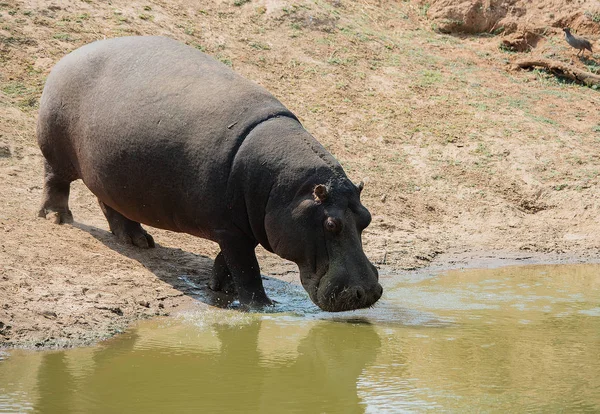 Ippopotamo nel Parco Nazionale di Etosha in Namibia Sud Africa — Foto Stock