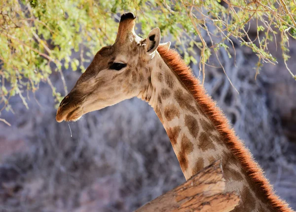 Girafe dans le parc national d'Etosha en Namibie Afrique du Sud — Photo