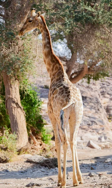 Žirafa v národním parku Etosha v Namibii Jižní Africe — Stock fotografie