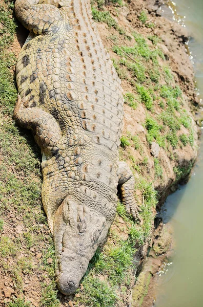 Crocodilo no Parque Nacional Etosha na Namíbia África do Sul — Fotografia de Stock