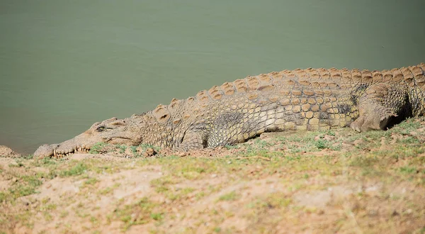 Crocodilo no Parque Nacional Etosha na Namíbia África do Sul — Fotografia de Stock