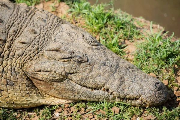 Krokodil a Etosha nemzeti parkban Namíbia Dél-Afrikában — Stock Fotó