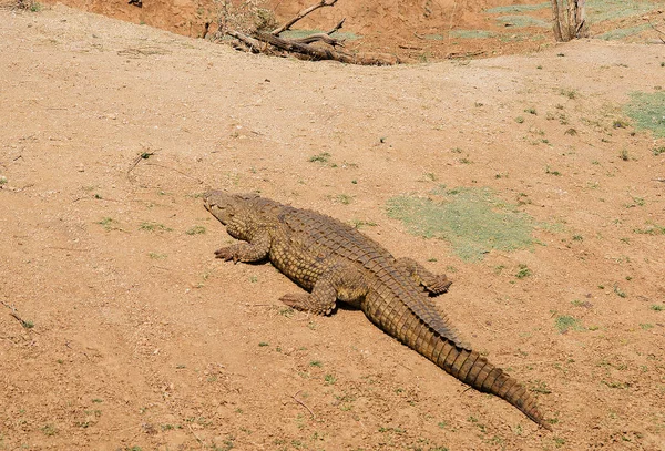 Krokodil a Etosha nemzeti parkban Namíbia Dél-Afrikában — Stock Fotó