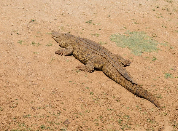 Coccodrillo nel Parco Nazionale di Etosha in Namibia Sud Africa — Foto Stock