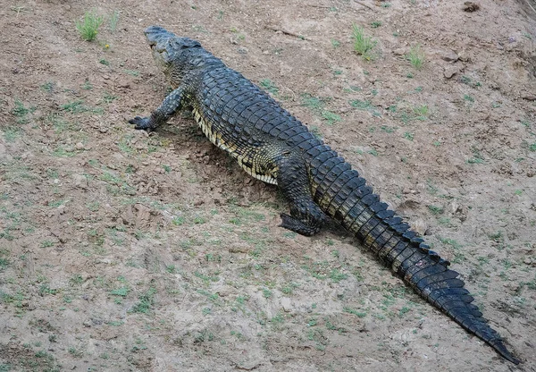 Crocodilo no Parque Nacional Etosha na Namíbia África do Sul — Fotografia de Stock