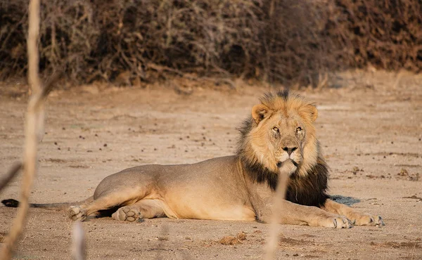 Löwe im Etoscha-Nationalpark in Südafrika — Stockfoto