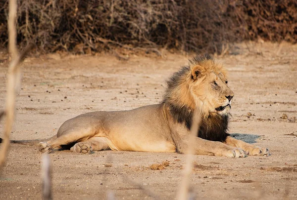 Leeuw in het Etosha National Park in Namibië Zuid-Afrika — Stockfoto