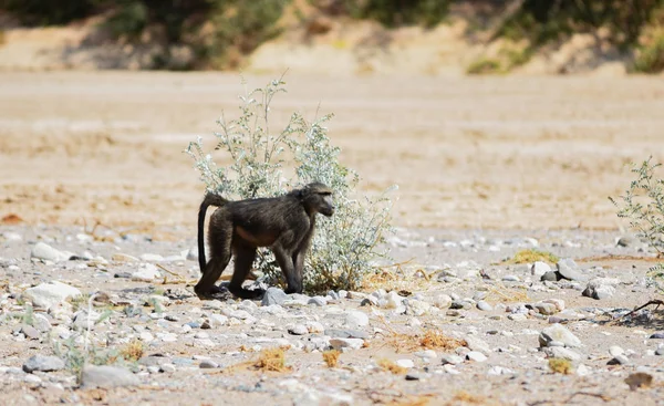 Babbuino nel Parco Nazionale di Etosha, Namibia Sud Africa — Foto Stock