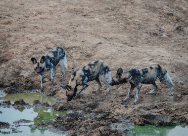 Etkin ulusal Park'ta Namibya Afrika Güney Afrika yaban köpeği