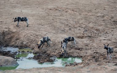 Etkin ulusal Park'ta Namibya Afrika Güney Afrika yaban köpeği