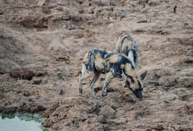 Etkin ulusal Park'ta Namibya Afrika Güney Afrika yaban köpeği