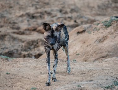 Etkin ulusal Park'ta Namibya Afrika Güney Afrika yaban köpeği
