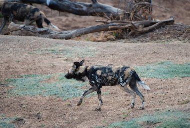 Etkin ulusal Park'ta Namibya Afrika Güney Afrika yaban köpeği