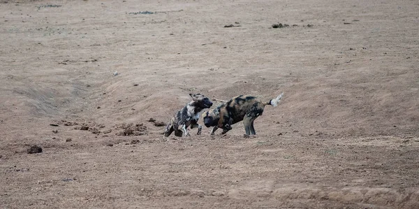 Africký divoký pes v NP Etosha v Namibii Jižní Afrika — Stock fotografie