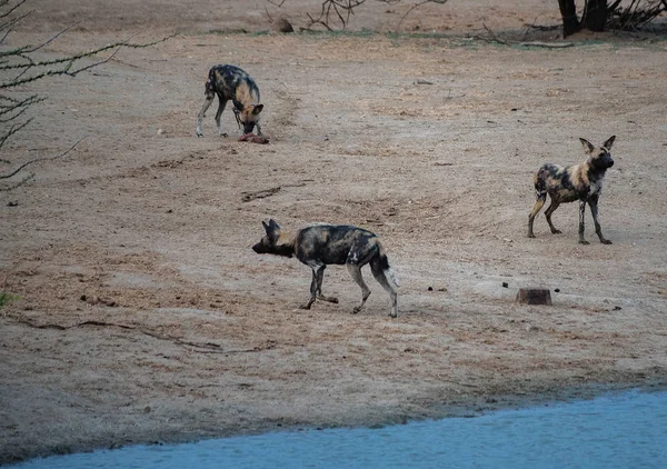 Perro salvaje africano en el parque nacional Etosha en Namibia Sudáfrica —  Fotos de Stock