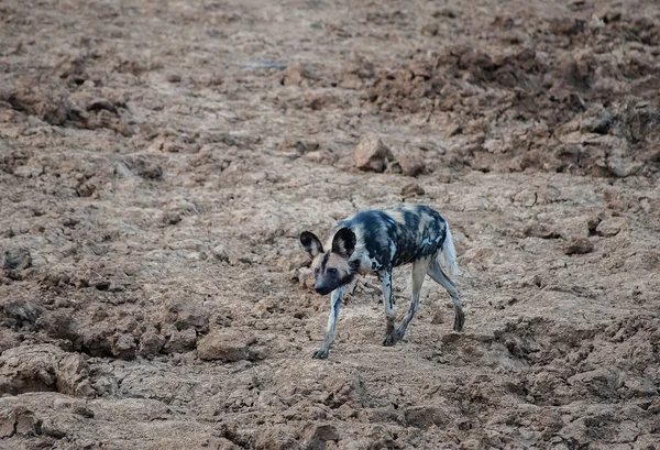 Afrikaanse wilde hond in Etosha Nationaal park in Namibië Zuid-Afrika — Stockfoto