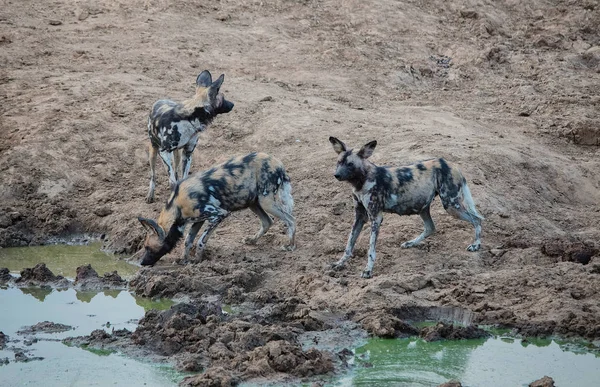 Αφρικής άγριο σκυλί στο εθνικό πάρκο Ετόσα στην Ναμίμπια Νότια Αφρική — Φωτογραφία Αρχείου