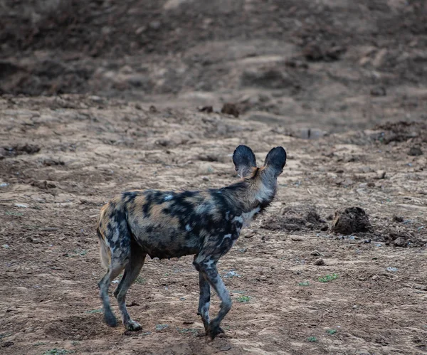 Cão selvagem africano no parque nacional de Etosha na Namíbia África do Sul — Fotografia de Stock