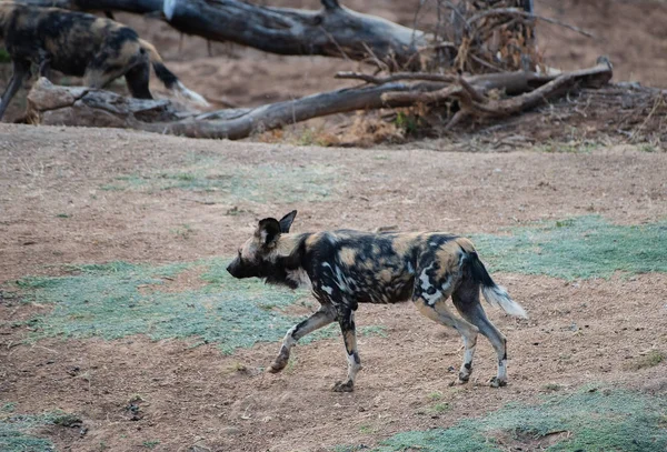 Cão selvagem africano no parque nacional de Etosha na Namíbia África do Sul — Fotografia de Stock