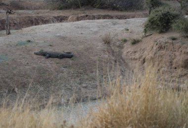 Timsah Namibya Güney Afrika'da etkin Milli Parkı