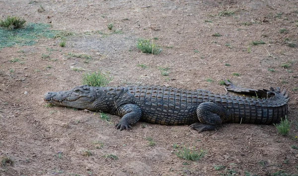 Crocodilo no Parque Nacional Etosha na Namíbia África do Sul — Fotografia de Stock