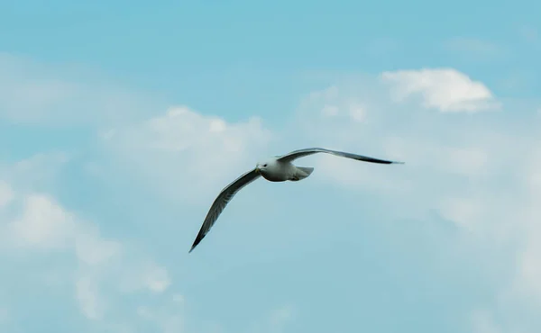 Seagull για την αναζήτηση τροφής στα watt στην Βόρεια θάλασσα — Φωτογραφία Αρχείου