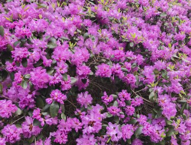 Orman gülleri heather bitkilerin aileden bir bitki cins vardır