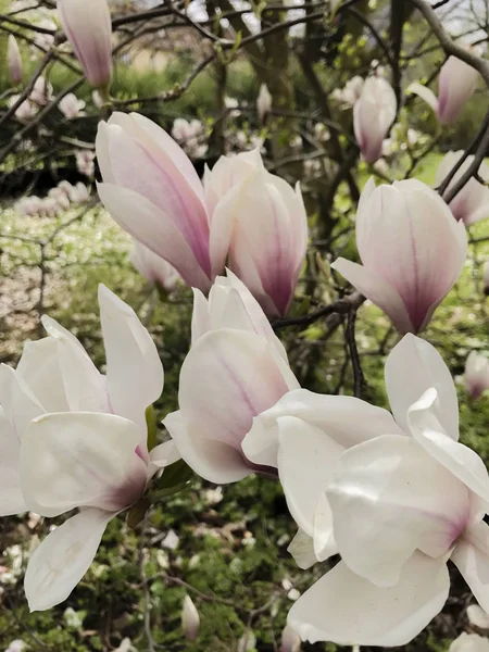Magnolia est une plante de plantation dans la famille Magnolia — Photo