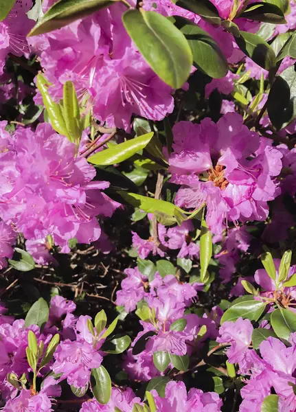 Rhododendrons are a plant genus from the family of heather plants — Stock Photo, Image
