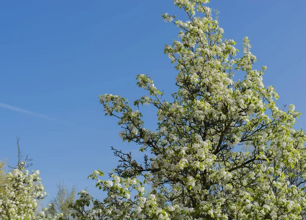 Whitethorn Blossom is a genus of small trees — Stock Photo, Image