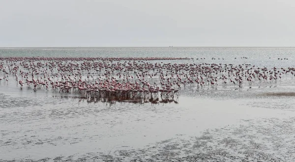 Flamingi na plaży w Swakopmund, Namibia — Zdjęcie stockowe