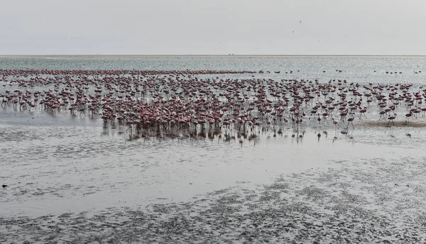 Flamingos na praia em Swakopmund Namíbia — Fotografia de Stock