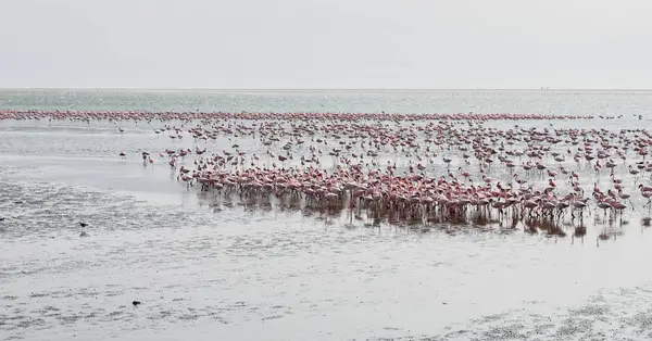 Flamingi na plaży w Swakopmund, Namibia — Zdjęcie stockowe