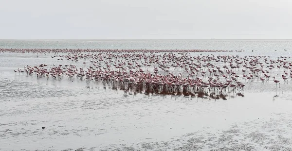 Flamingi na plaży w Swakopmund, Namibia — Zdjęcie stockowe