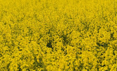 Mavi gökyüzü beyaz bulutlar ile sahasında tecavüz