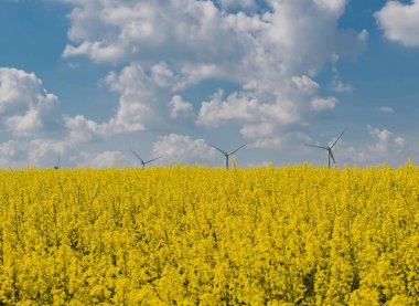 Mavi gökyüzü beyaz bulutlar ile sahasında tecavüz