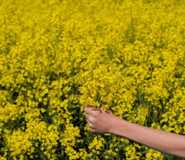 Mavi gökyüzü beyaz bulutlar ile sahasında tecavüz