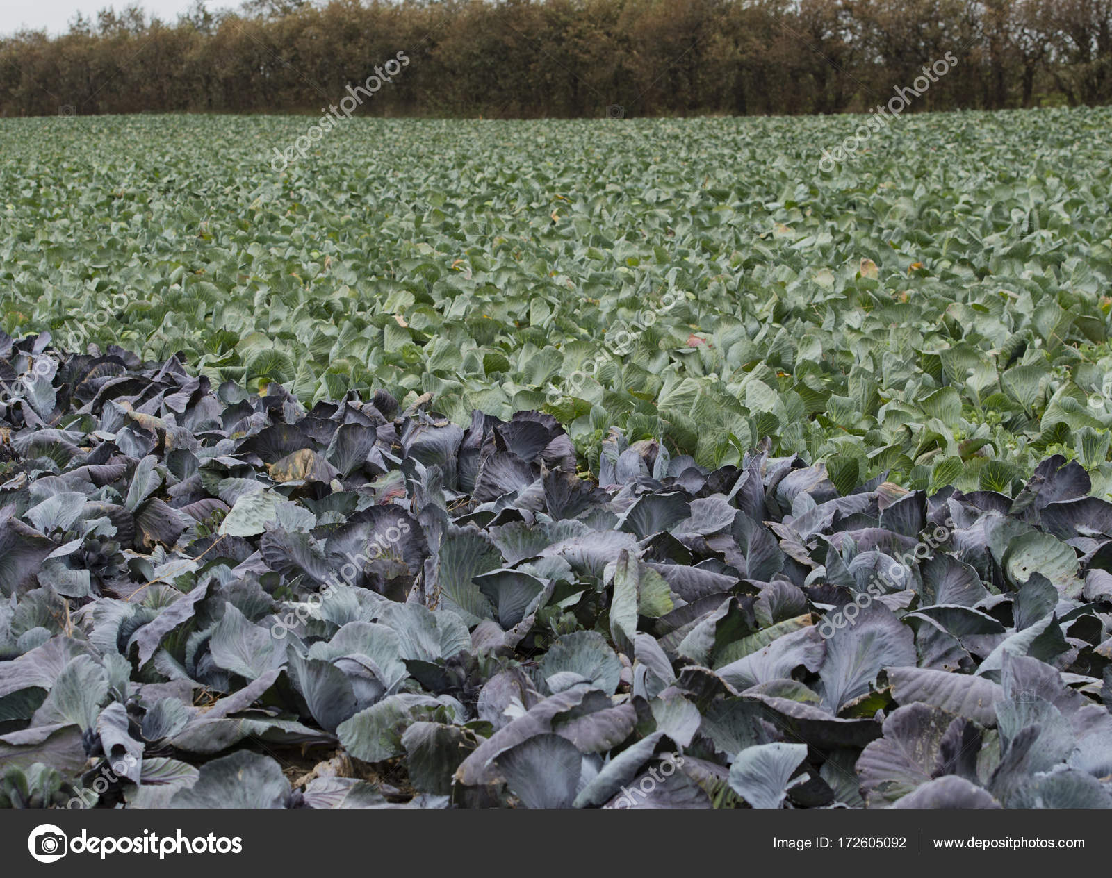 Red cabbage and cabbage on a cabbage field in Schleswig Holstein ... for Red Cabbage Farm
75sfw Red cabbage and cabbage on a cabbage field in Schleswig Holstein ... for Red Cabbage Farm
75sfw