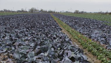 Red cabbage and cabbage on a cabbage field in Schleswig Holstein clipart