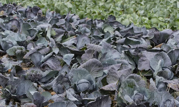 Cavolo rosso e cavolo su un campo di cavolo nello Schleswig Holstein — Foto Stock