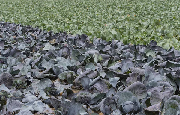 Red cabbage and cabbage on a cabbage field in Schleswig Holstein — Stock Photo, Image