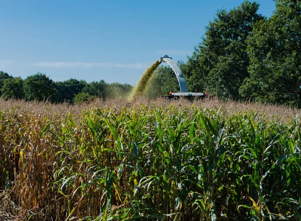 Corn harvest, corn forage harvester in action, harvest truck with tractor — Stock Photo, Image