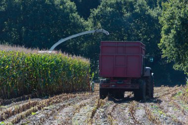 Mısır hasadı, mısır tarlası hasat aracı, traktörlü hasat kamyonu.