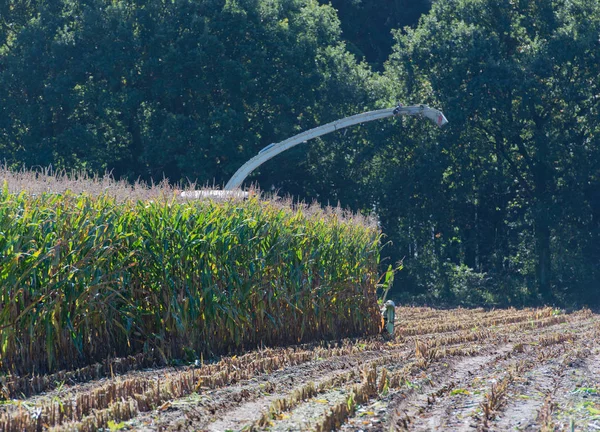 Corn harvest, corn forage harvester in action, harvest truck with tractor — Stock Photo, Image